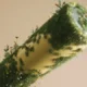 Self-Charging Bacteria Battery